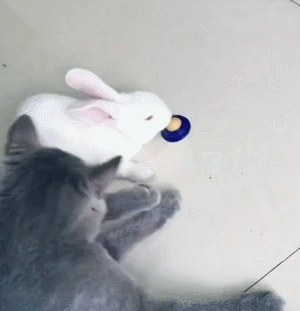 最好的我办法是先把兔子关进笼子里,同时保证猫咪的爪子不会伸到