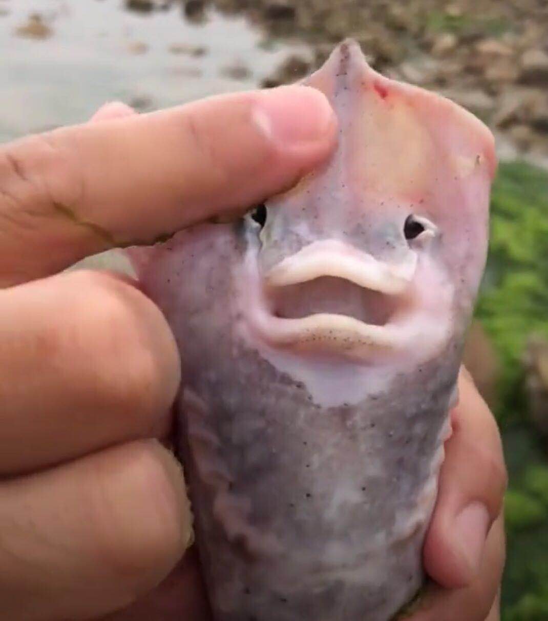 Beauty and the beast - Crazy-looking fish from the deep sea - Pictures - CBS News