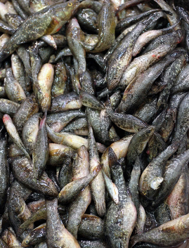 在东北冬天都冻不死的老头鱼吃的时候必须去头原因真奇葩