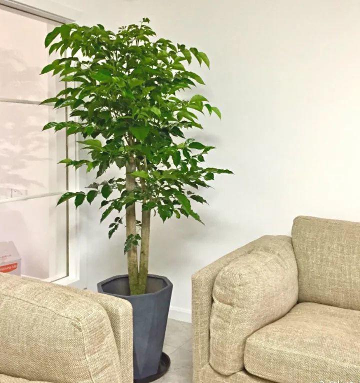 客厅一盆大型花,好养活还美观,吸甲醛效果翻倍!