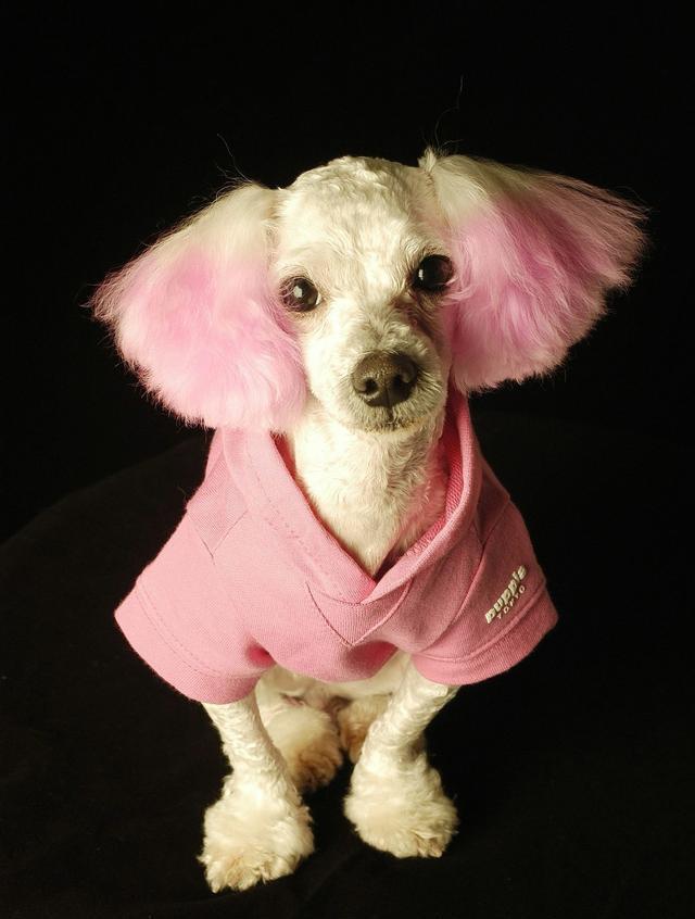 那么给狗狗染发要知道哪些注意事项呢|狗狗|染发|染色膏_新浪新闻