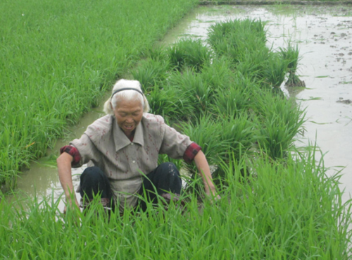 农村老话:"清水下种,浑水插秧 "什么意思?