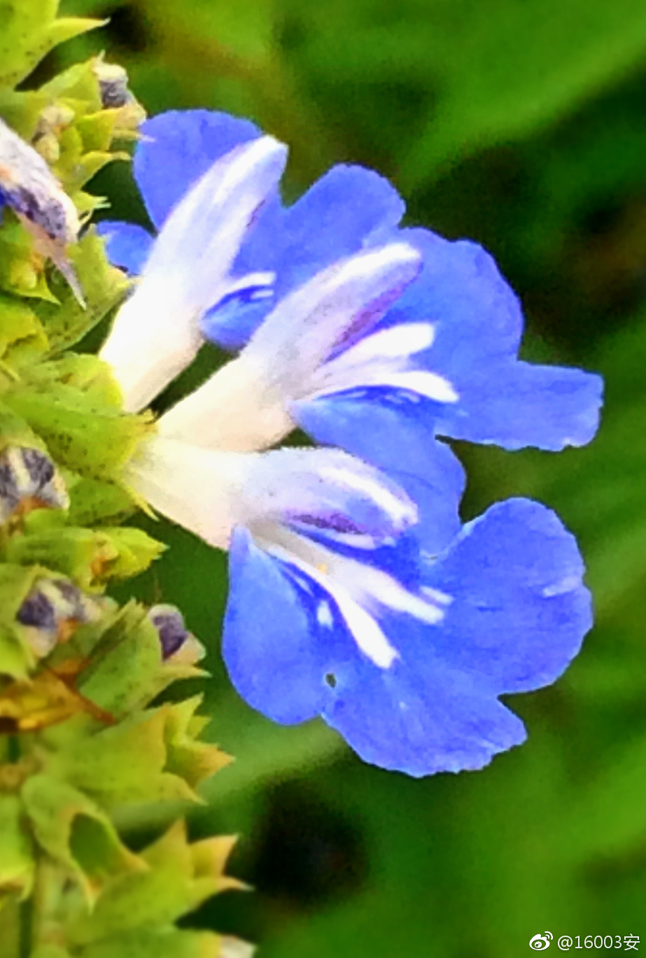 鼠尾草见过这么漂亮的老鼠尾巴么