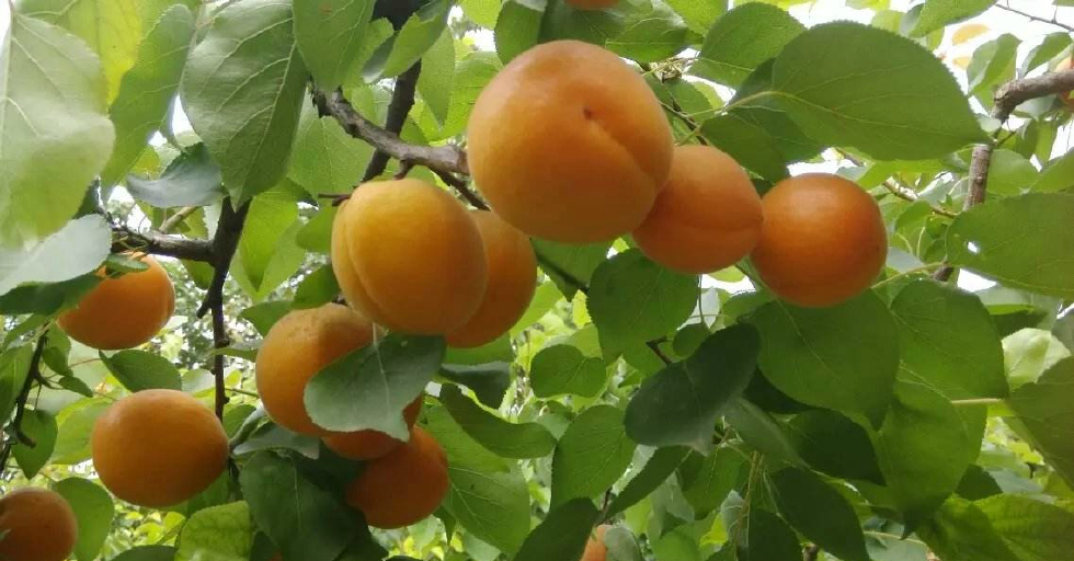 山黄杏原产北京昌平县十三陵乡德胜口村,是传统的农家品种