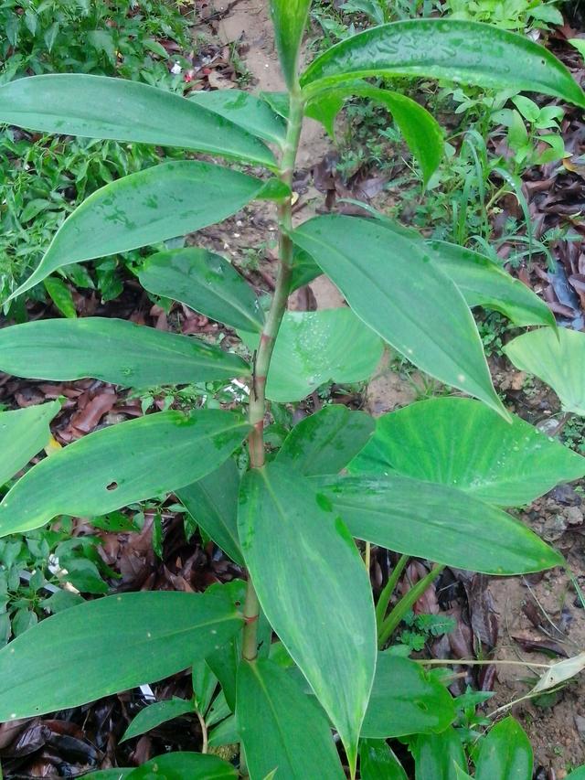 我们农村田地常见的食用药材城市人有钱都难买