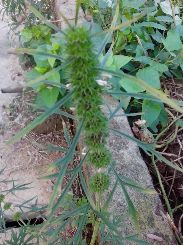 这是老了的益母草,有黄花和白花,白花最好,可以用来煲鸡,比嫩叶效果要