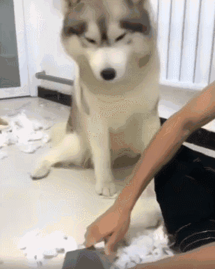 哈士奇屡教不改,于是网友磨刀霍霍向二哈,最后二哈反应让人笑喷