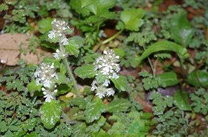 您对散血草有什么看法呢,欢迎下方评论留言(本文只作参考,不作为投资