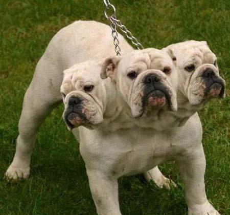 三个头的狗狗图片!