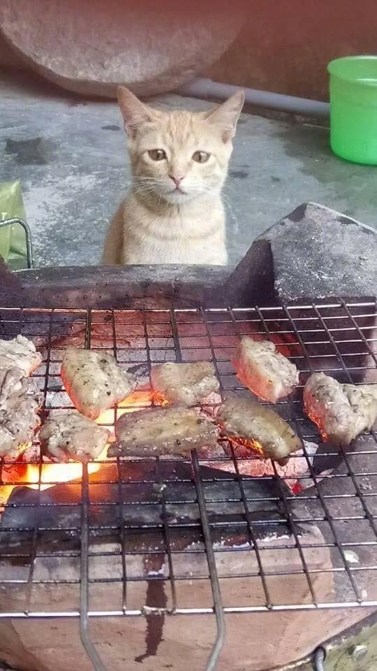 猫咪看见食物后,这眼神馋死了!