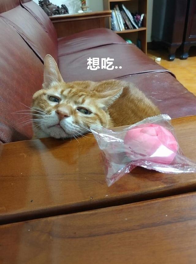 猫咪看见食物后,这眼神馋死了!