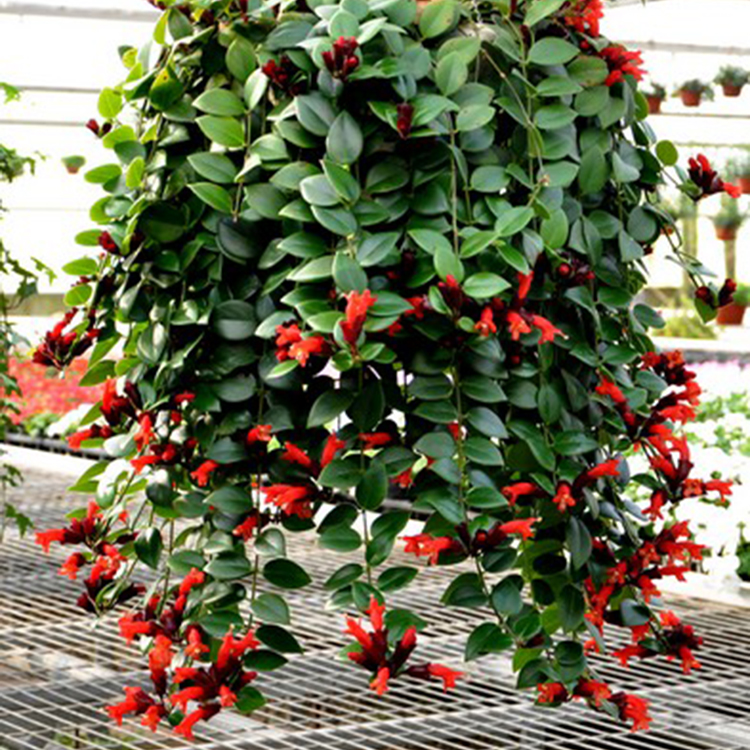 家里有空地种上这样植物,驱蚊清香对身体好