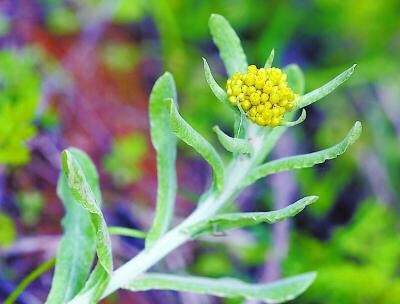农村高营养野菜,滋补强身,祛湿消炎,乌黑头发,有钱人抢着吃!