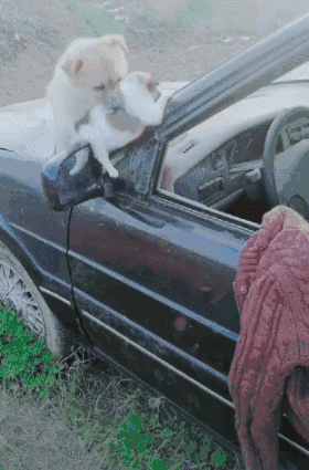 破车成了流浪狗母子温暖的家,狗妈叼着小狗吃力的样子好感人!