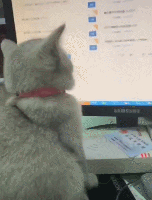 小猫咪认真坐电脑前陪主人加班,结果凑近一看主人委屈:这个骗子