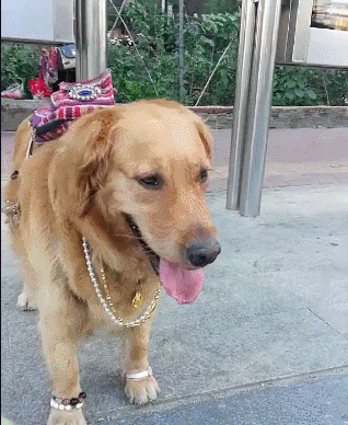 网友:买个菜至于么?金毛:至于!