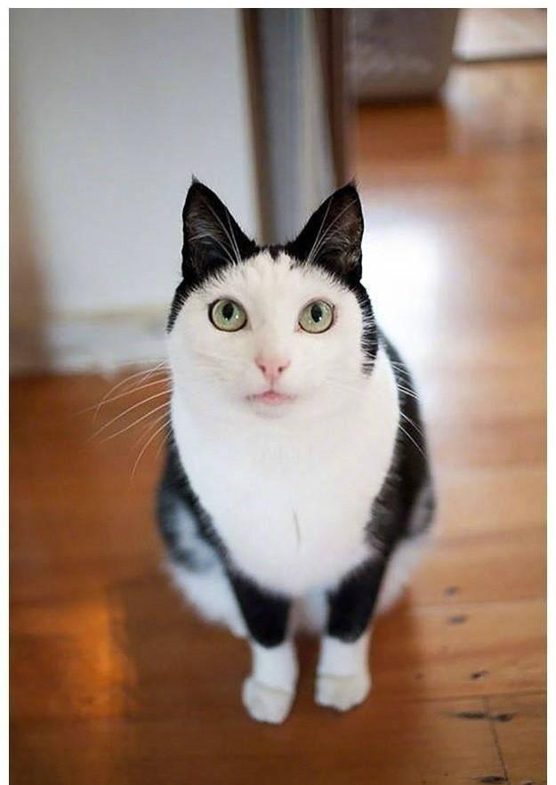 身上有奇怪图案的猫,最后一只天生就很霸气