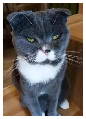 你见过最丑猫啥样?这些猫真的可以直接做表情包了……哈哈哈!