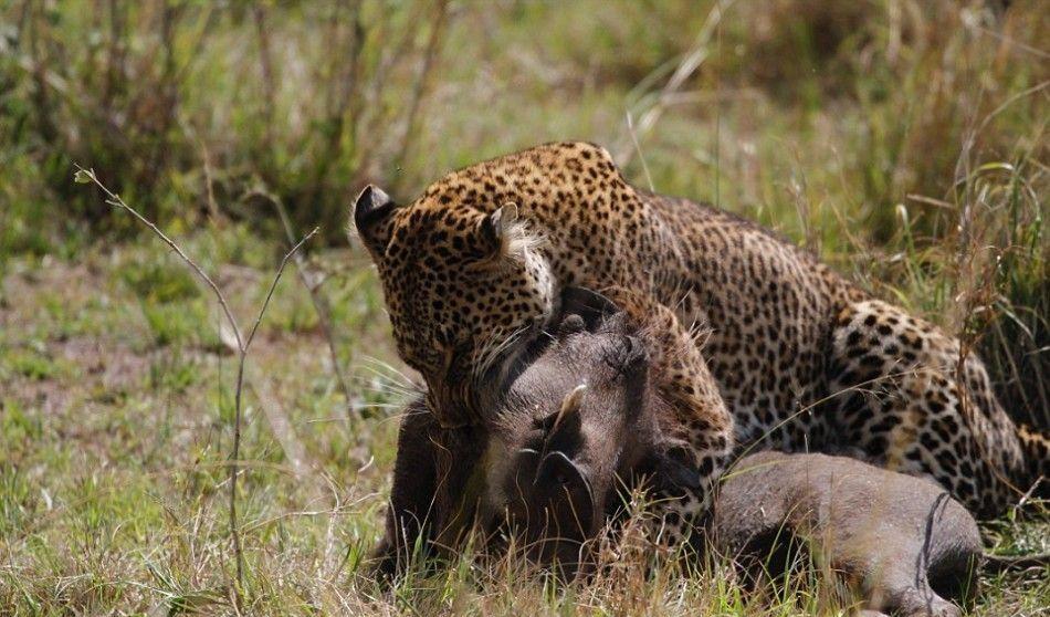 母豹飞身跃起捕食疣猪: 姿势优雅一击致命
