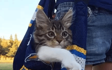 被二哈带大的猫, 果然跟二哈一样, 又傻又天真