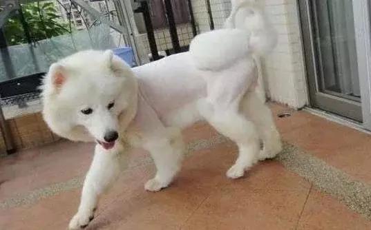 萨摩耶剃毛后不开心,之前都不捣蛋的它,如今用各种方式报复主人