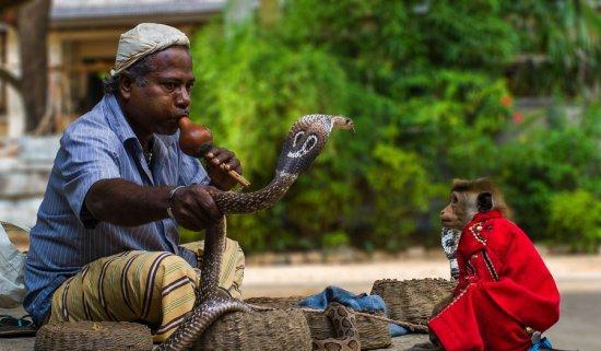巴基斯坦神秘蛇人部落, 捕蛇是"蛇人"的看家本领