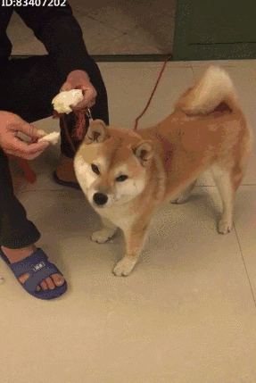 老人家拿着狗狗当亲孙子养,掰馒头一口一口的喂柴犬,可惜柴犬对峦头