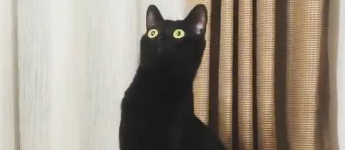 看一只黑猫的各种夸张表情网友戏精上身啊