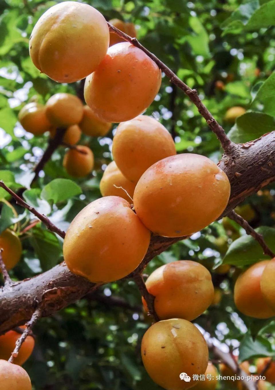 新疆的杏子品种有上百种你吃过几种