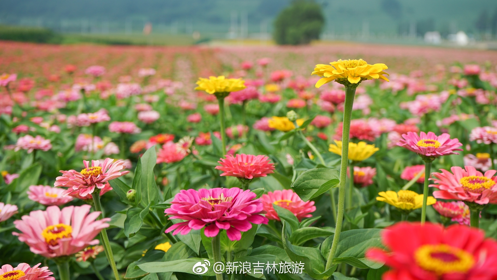 有奖转发:莲花山花海艺术节有一对门票要送给你