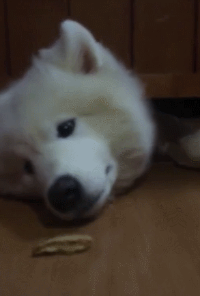 萨摩躲在床底伸出胖头吃饼干,想吃够不到绝望的直叹气,笑喷了