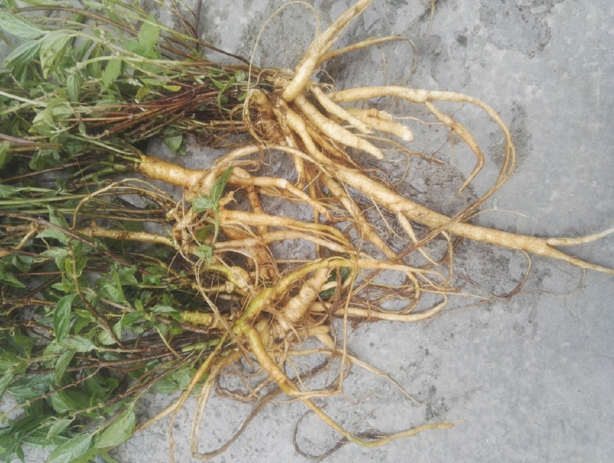 农村一种野草,它的根酷似人参,用来炖肉是一绝,人称"捆仙绳"