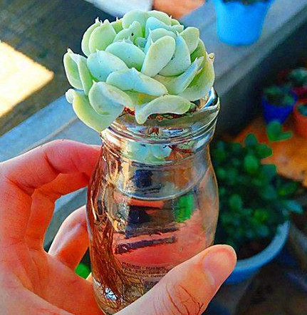 夏季,一瓶水,让多肉植物长出强大根系!|水培|根系|发根_新浪新闻