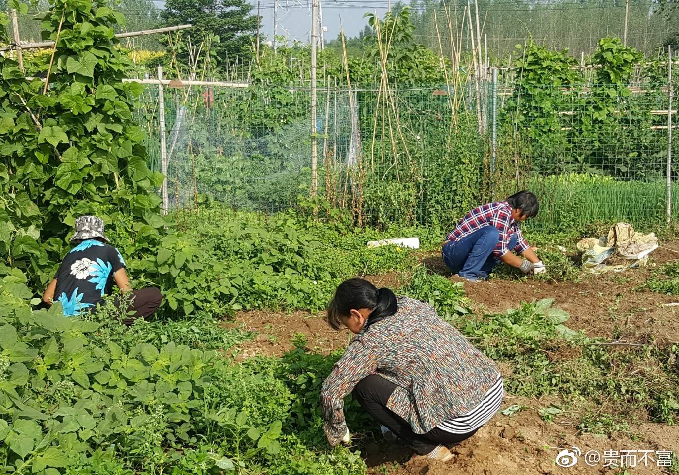 来自山区农民专做与农活有关的零时工:生活之不易