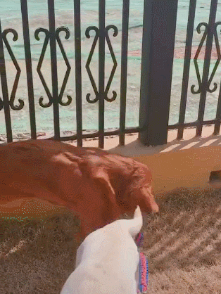 314_418竖版 竖屏gif 动态图 动图