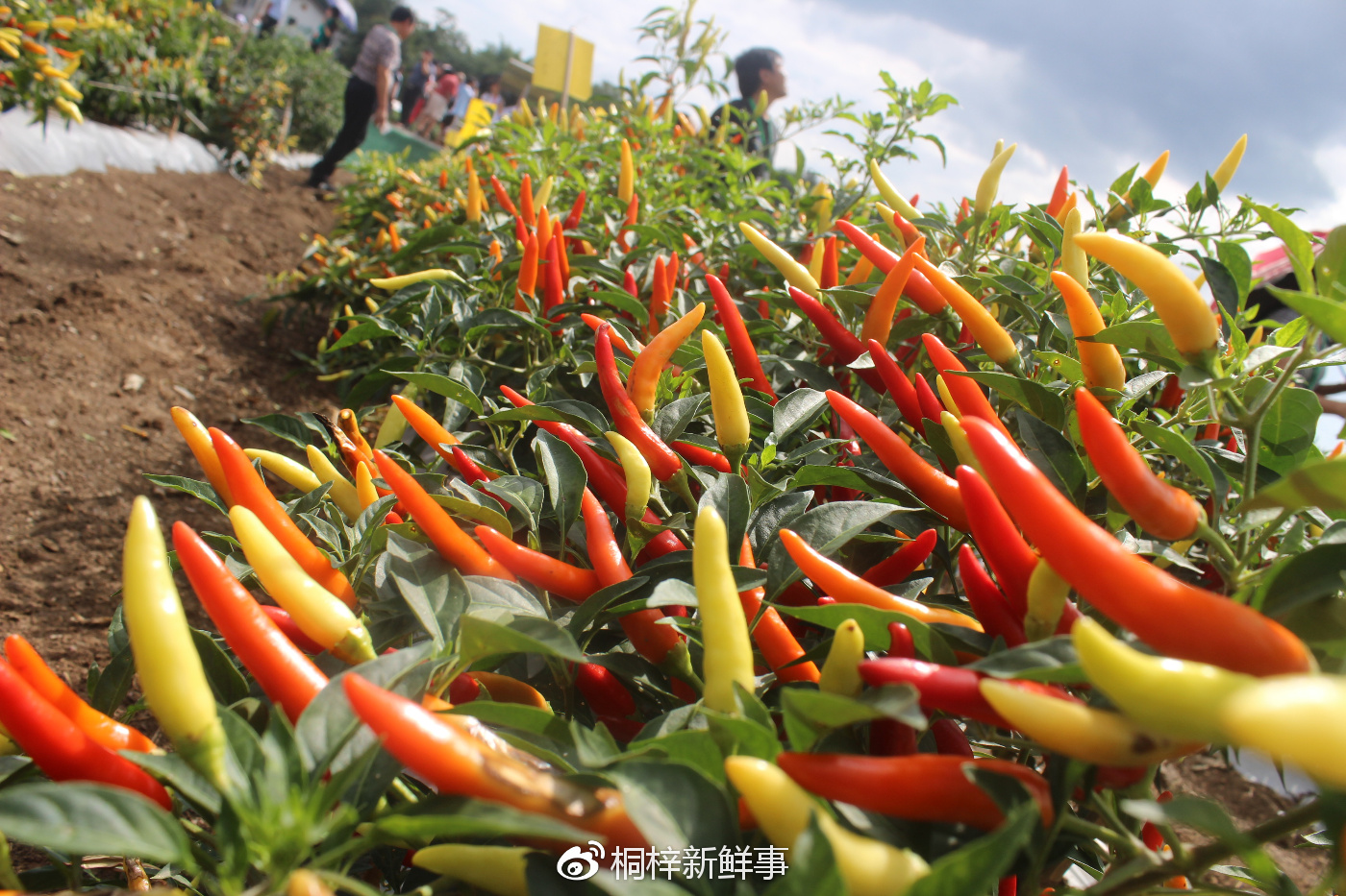 聚焦辣博会走进中国辣都遵义市虾子镇