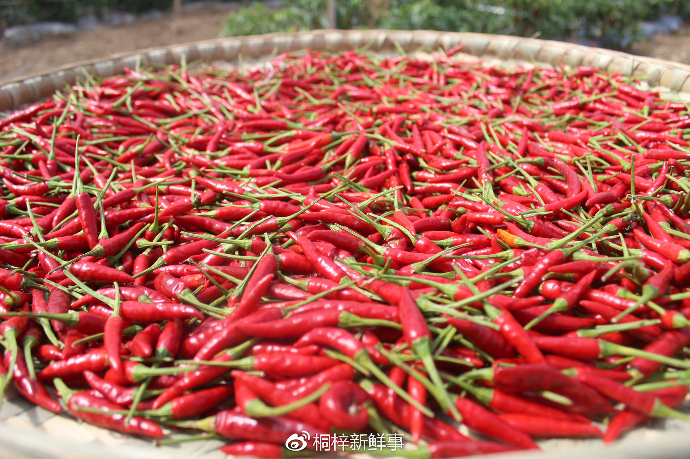 聚焦辣博会:走进"中国辣都"遵义市虾子镇|辣椒|海椒|虾子镇_新浪新闻