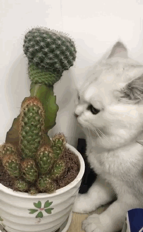 只能在线求助了,这傻猫吃仙人掌不会出啥问题吧.这算不算异食癖啊?