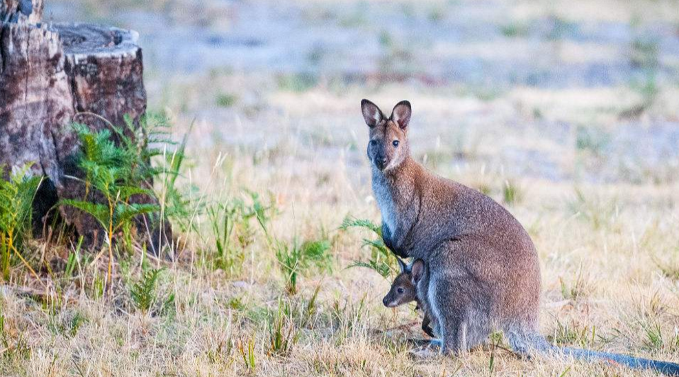 负鼠妈妈把所有宝宝都挂在身上前行像独自carry葡萄牙的c罗