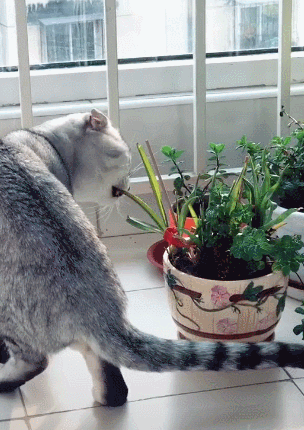 猫猫吃饭荤素搭配美滋滋