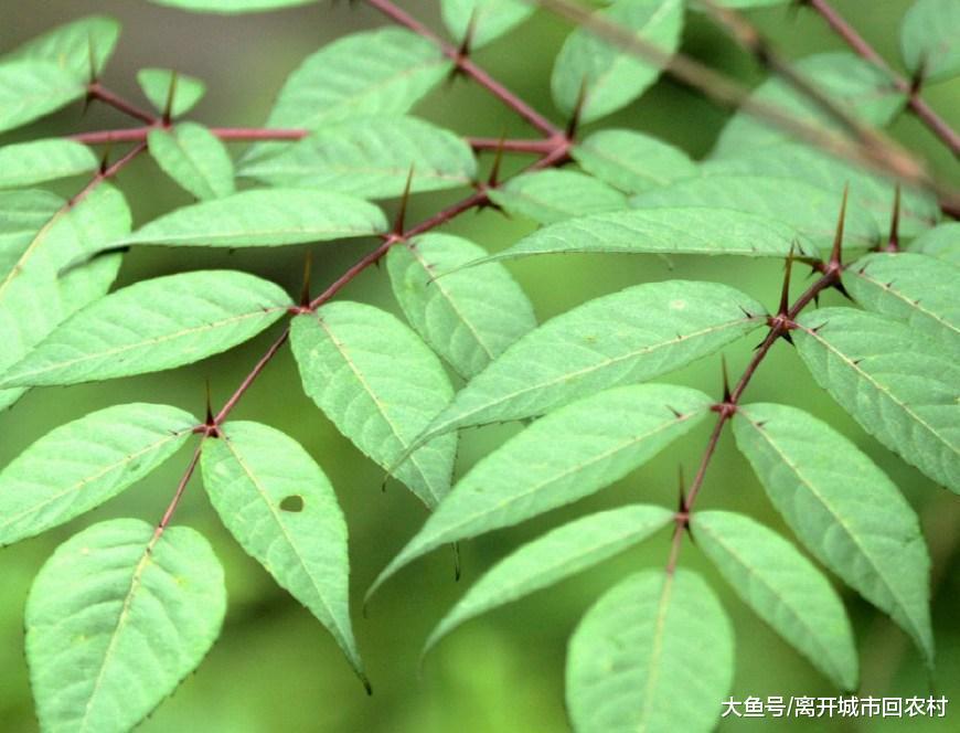 一种带刺的树, 人称“鹊不踏”, 皮是治病良药, 嫩芽还是稀罕野菜|嫩芽|野菜|刺老芽_新浪新闻