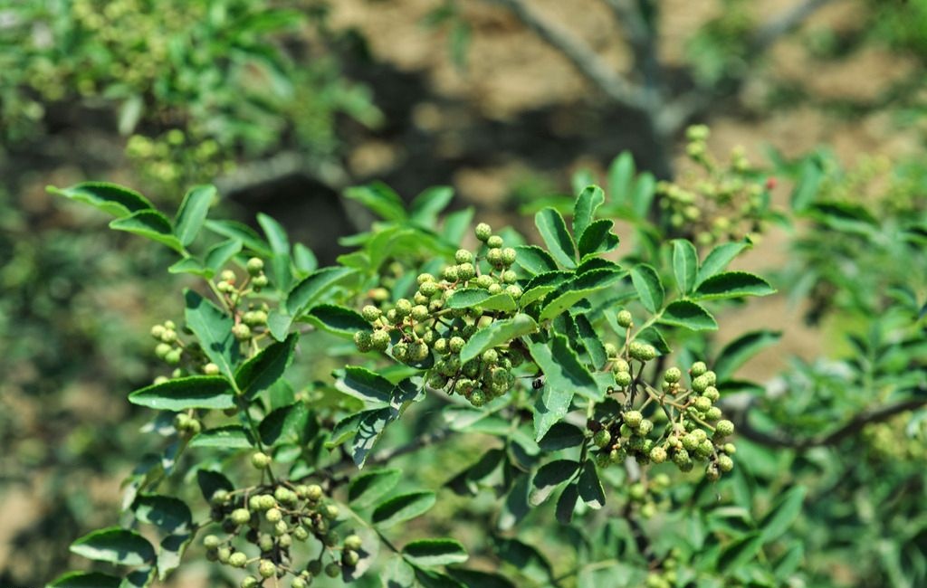 农村马粪堆上的树芽曾是贵族专享贡品如今35元一斤成上等野菜