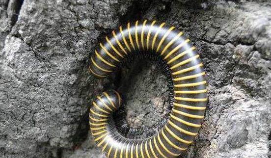 地球上脚最多的动物, 最多多达690只, 遇危险立刻装死|千足虫|马陆|无