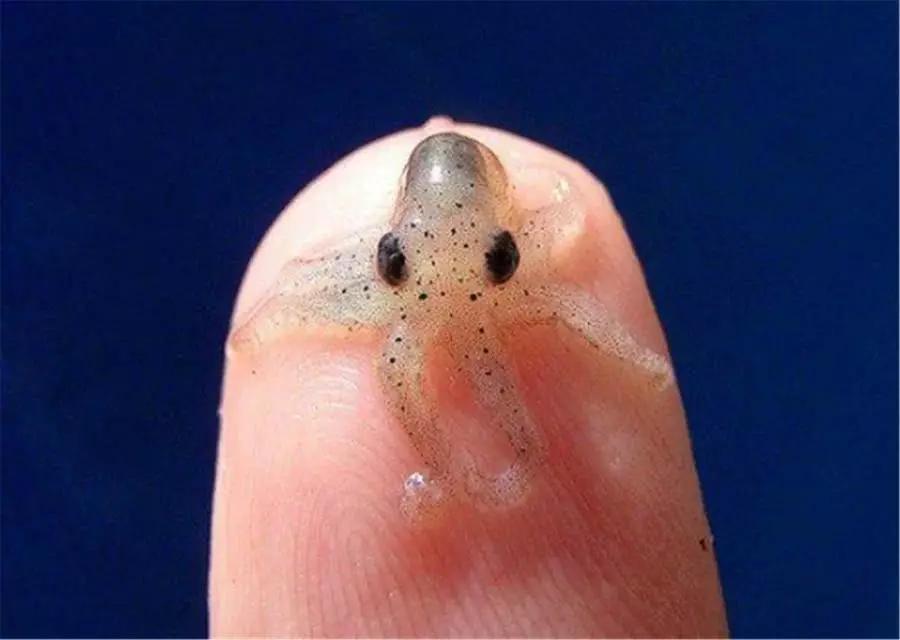 侏儒章鱼,这种章鱼是迄今为止世界上已知最小的章鱼,这意味着它可以