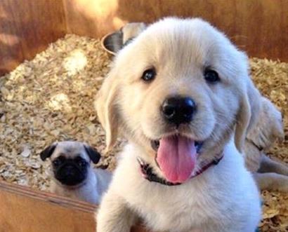 看完这些金毛小奶狗让你心情好上一整天