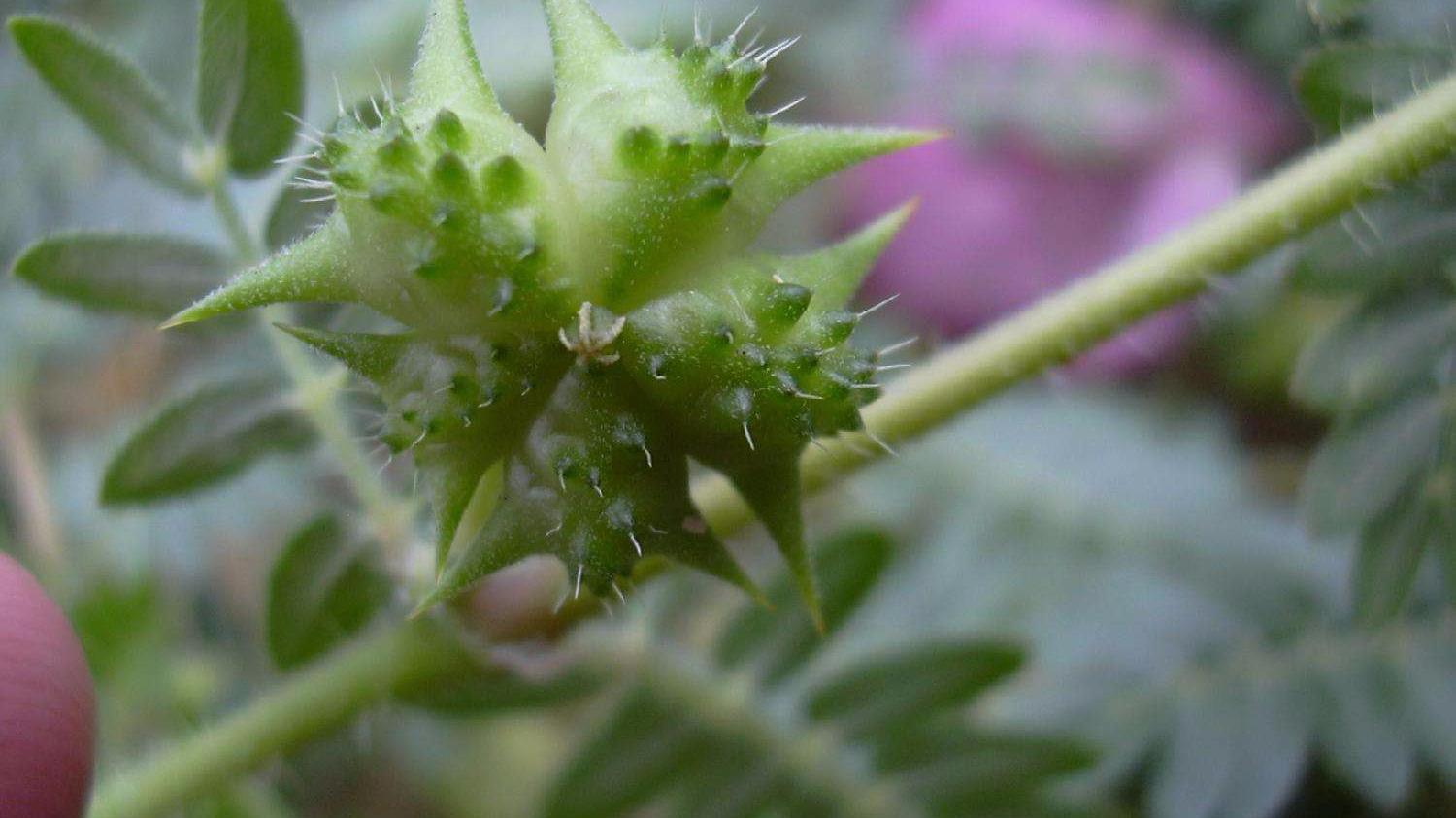 狗咬人草植物图片图片