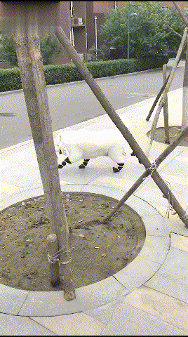 萨摩第一次穿鞋:顺拐,狗子:你还拍?我鞋都掉了,快去捡去啊