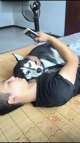 二哈遭主人手机砸脸立马眼神示意没大餐你知道我会干嘛