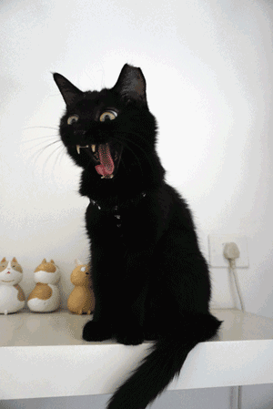 这只鱼是怀孕了,还是生病了说实话现在敢惹猫的狗已经不多了这只黑猫