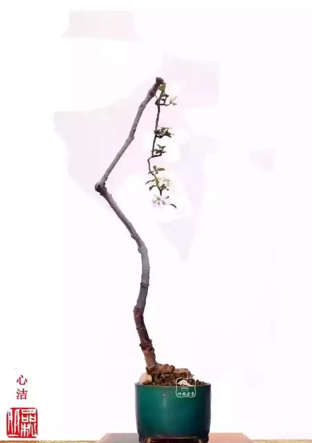 一组素仁格盆景佳作欣赏向韩学年大师致敬